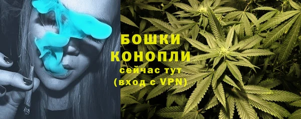 прущие грибы Надым