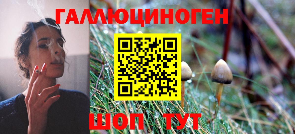 Псилоцибиновые грибы Psilocybine cubensis Нижнеудинск